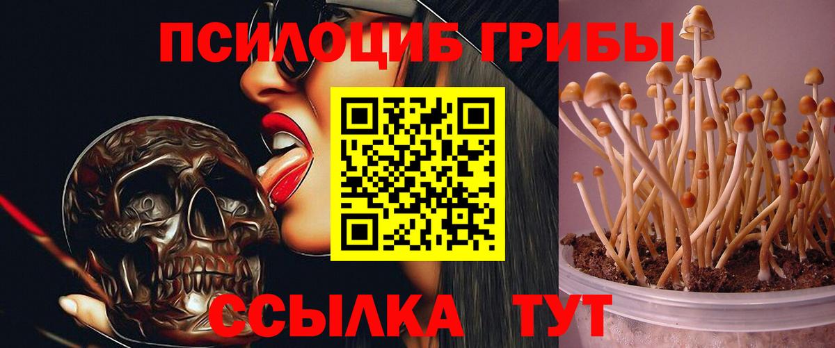 Галлюциногенные грибы Psilocybine cubensis  Псилоцибиновые грибы MAGIC MUSHROOMS  Мытищи  Вход с VPN 